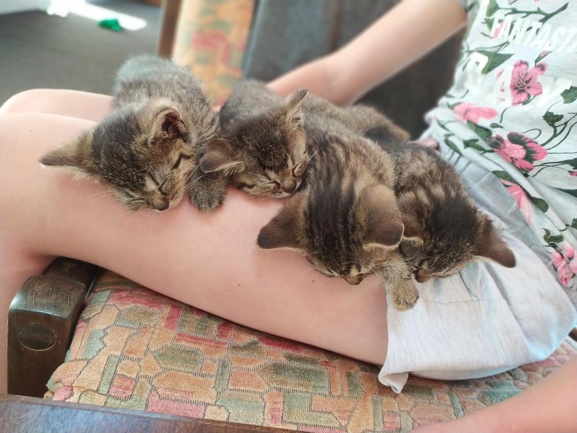 Na Losenici Nicov  Zewnętrze zdjęcie